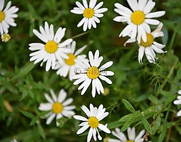 瑪格麗特,鮮花,野生