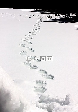 灰熊的轨道,雪,野生动物