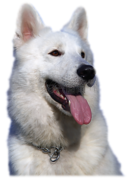 孤立,白色的牧羊犬,动物