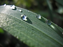 綠色,草,滴