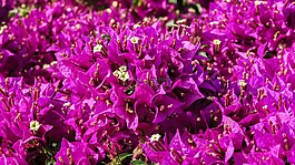 九重葛,鮮花,紫色