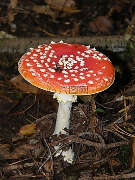 飛木耳,蘑菇,森林