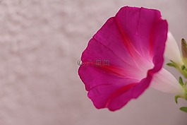 植物,花卉,花園