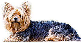 孤立,約克夏犬,狗