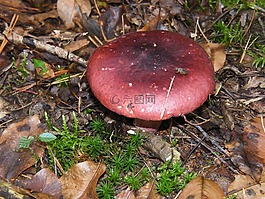 rutilans,蘑菇,森林