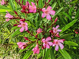鮮花,春,花園