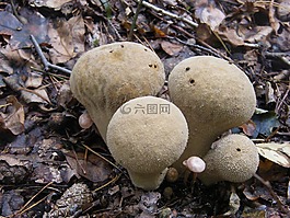 馬勃,蘑菇,森林