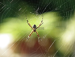 蜘蛛,動物,性質(zhì)