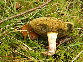 maroner,蘑菇,森林