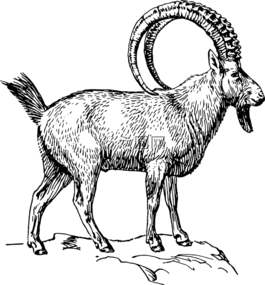ibex,动物,牛角