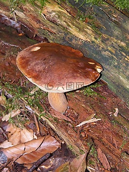 maronere,蘑菇,森林