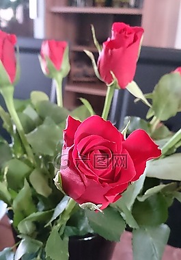 紅色,玫瑰,紅玫瑰