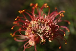grevillea,户外,特写