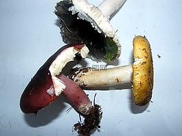 russulas,蘑菇,森林