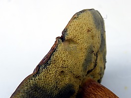 maroner,蘑菇,森林