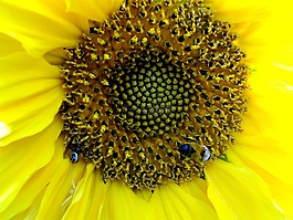 向日葵,鮮花,野生動物