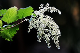 花,白,布什
