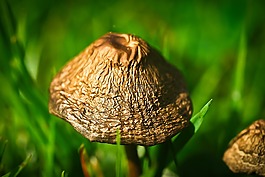 草甸蘑菇,蘑菇,蘑菇屬