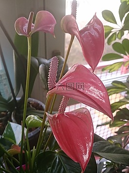 花,廠,性質