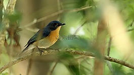 鳥,野生動物,自然