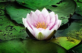 睡蓮,水生植物,開(kāi)花