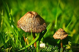 草甸蘑菇,蘑菇,蘑菇屬