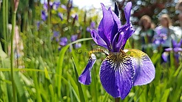 花,虹膜,草地