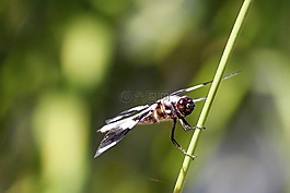 蜻蜓,昆蟲,翼