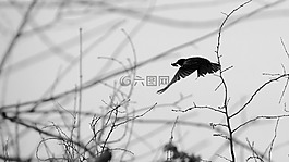 sturnus,昆虫,飞行
