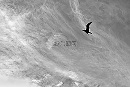 飛行,海鷗,鳥