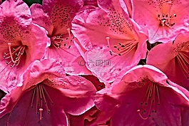 杜鹃,鲜花,粉红色