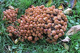蘑菇,形成蘑菇,蘑菇辮子