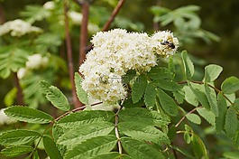 樹(shù),布魯姆,植物