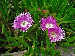 松針,菊花,鮮花