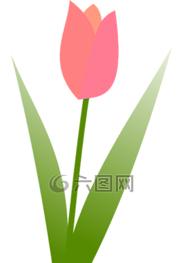 郁金香,春,花