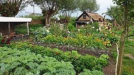 riethuis,芦苇,花园