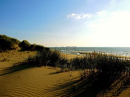 海灘,沙丘,沙