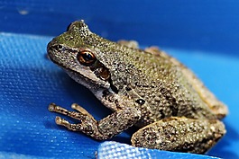 青蛙,樹蛙,野生動物