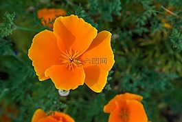 橙色,花,花的