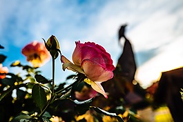 盛開,開花,植物區(qū)系