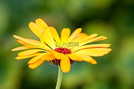 花,黃色,開(kāi)花