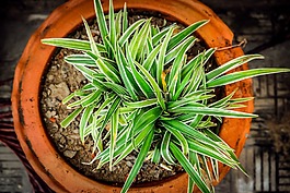 植物,樹(shù),綠色
