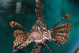 海魚,奇異,憂愁