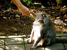 動(dòng)物,猿,猴子