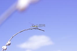 蜻蜓,性質(zhì),昆蟲
