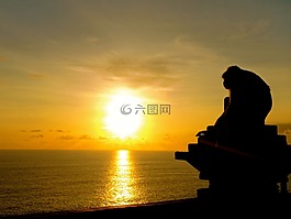 日落,猴子,猿