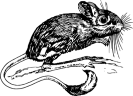 鼠標(biāo),滅鼠,動(dòng)物