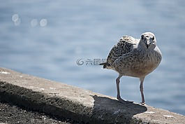 海鷗,鳥,海