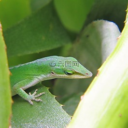 爬行動物,蜥蜴,綠色
