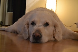 狗,臥,內